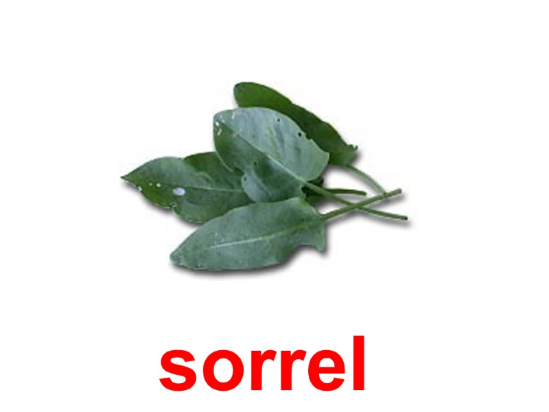 sorrel